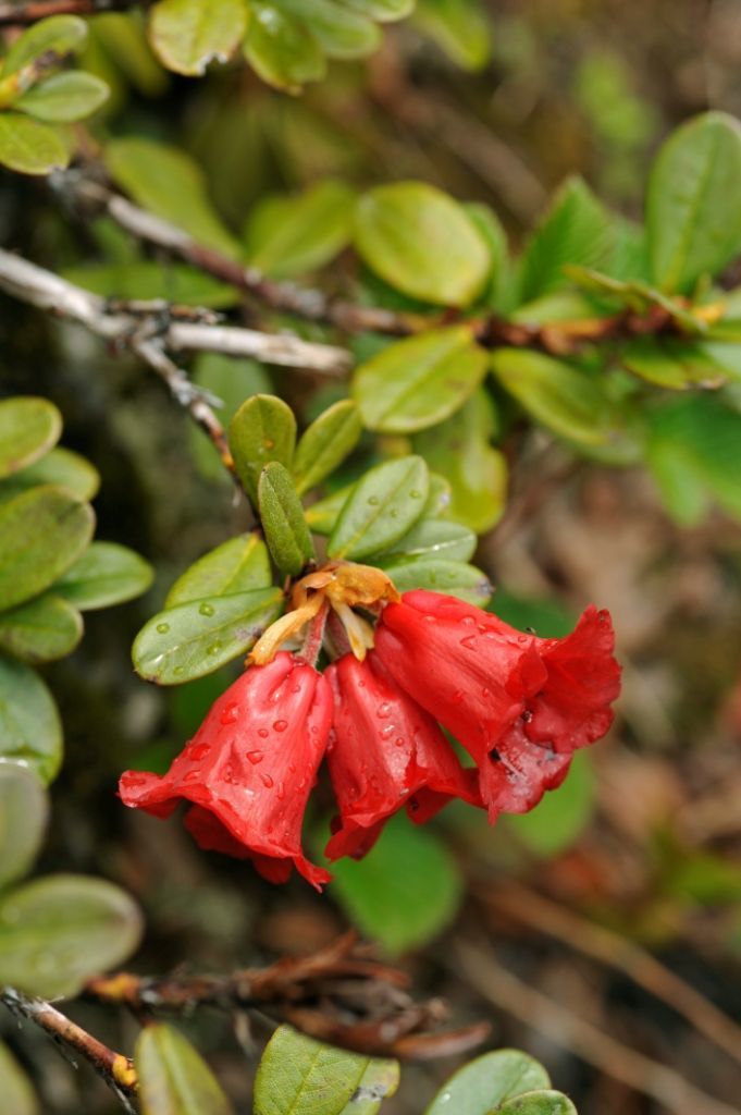 Image of Rhododendron forrestii I. B. Balf. ex Diels