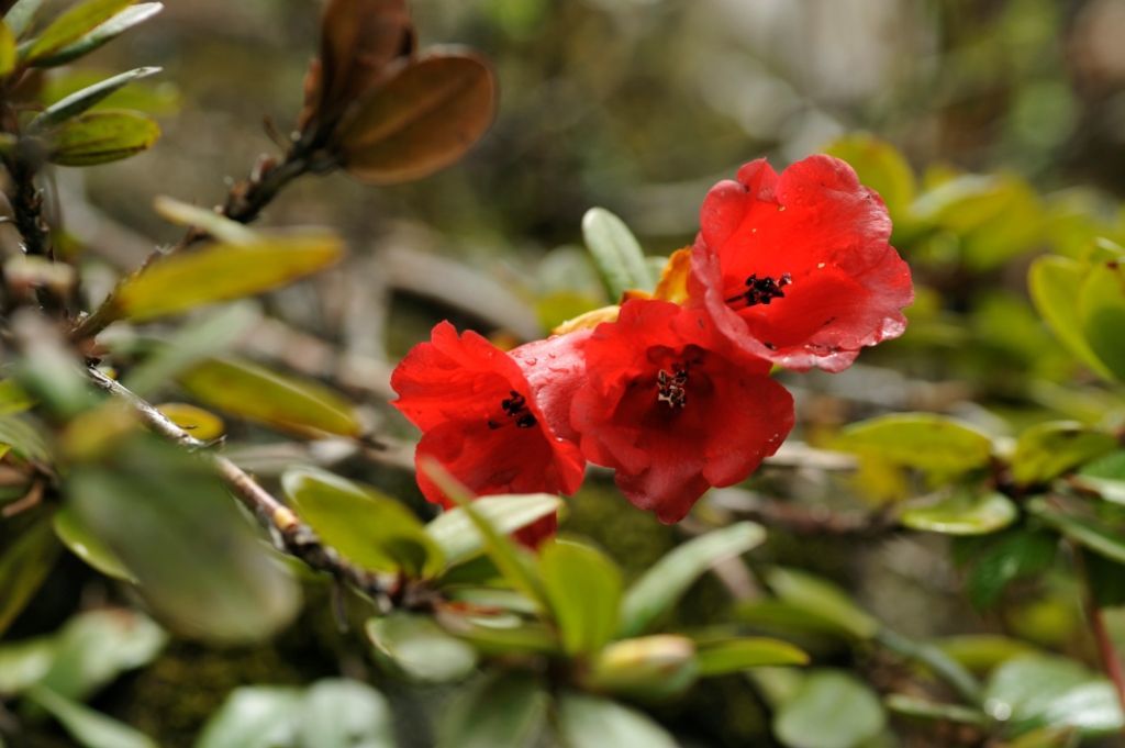 Image of Rhododendron forrestii I. B. Balf. ex Diels