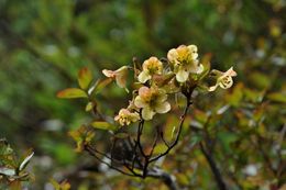 Image de Rhododendron mekongense Franch.