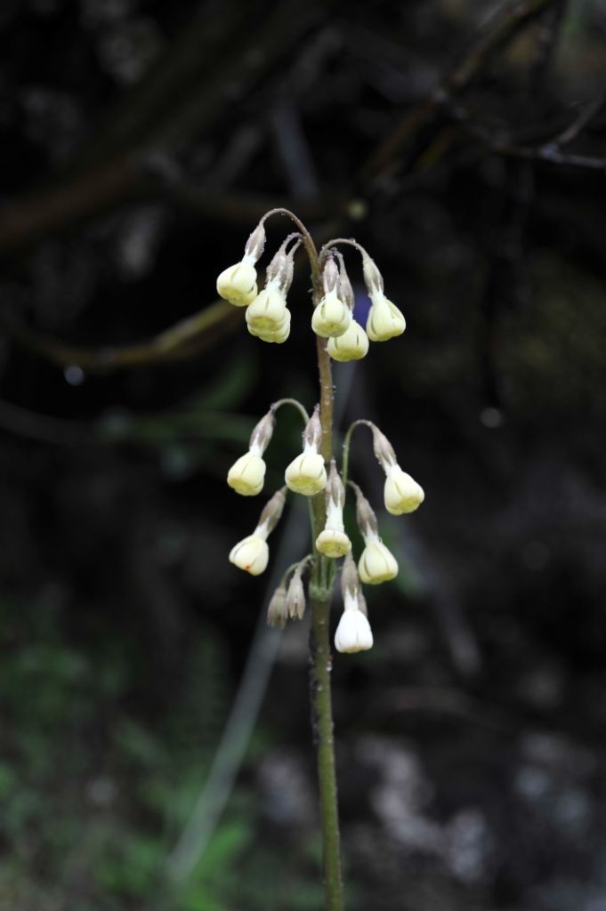 Image of Primula advena W. W. Sm.