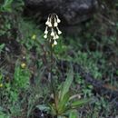 Plancia ëd Primula advena W. W. Sm.