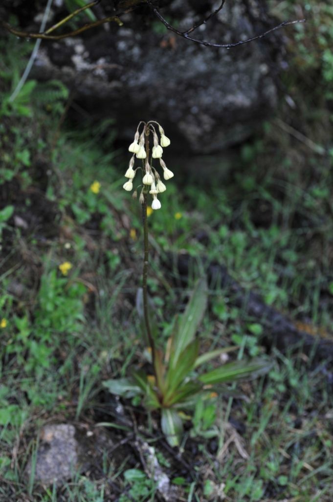 Image of Primula advena W. W. Sm.