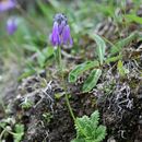 Imagem de Primula atrodentata W. W. Sm.