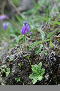 Primula atrodentata W. W. Sm. resmi