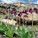 Primula calderiana I. B. Balf. & R. E. Cooper resmi