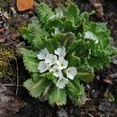 Image of Primula hookeri Watt