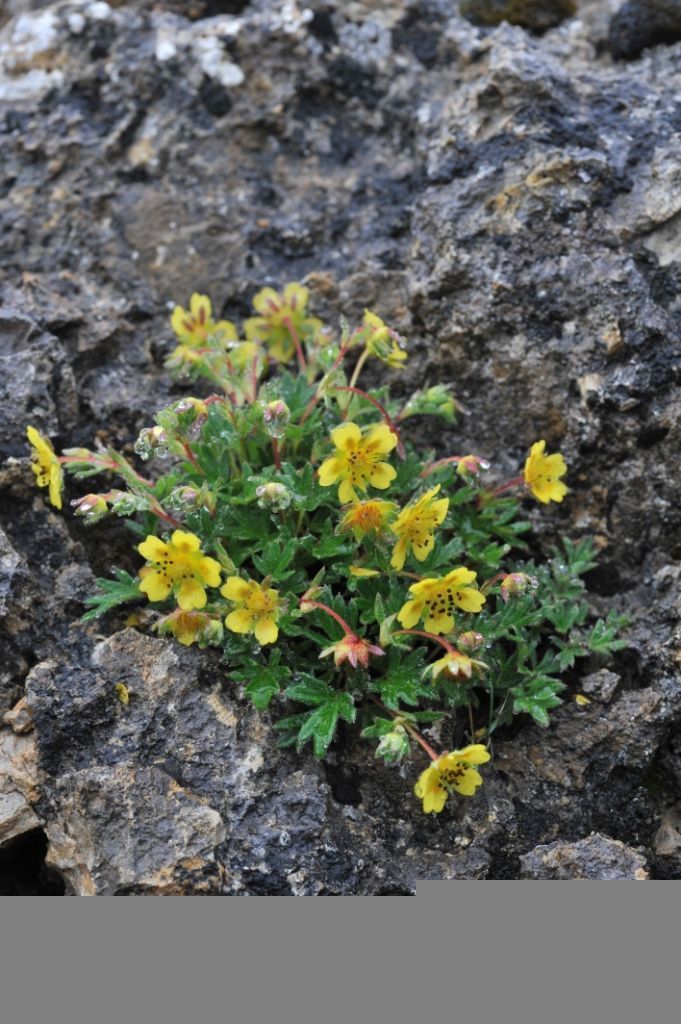 Imagem de Primula sikkimensis Hook.