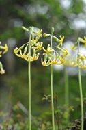 Image of Primula szechuanica Pax