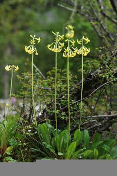 Image of Primula szechuanica Pax