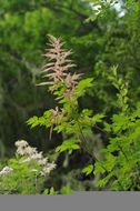 Imagem de Pedicularis rupicola Franch. ex Maxim.