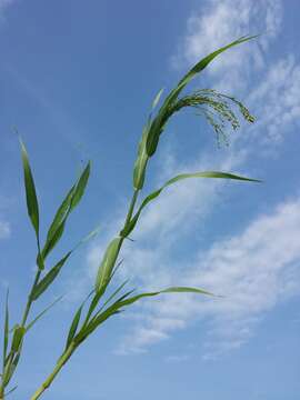 Image of broomcorn millet