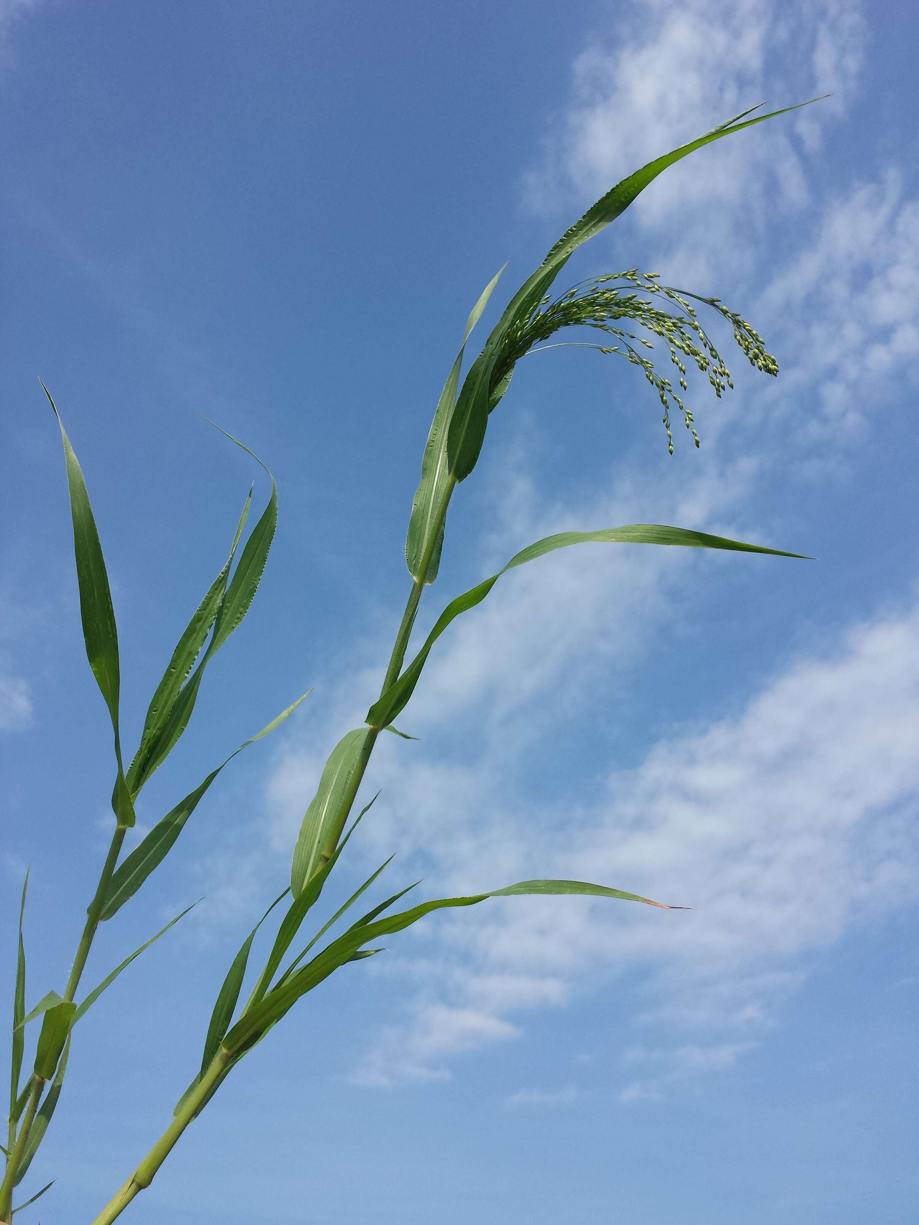 Imagem de Panicum miliaceum L.