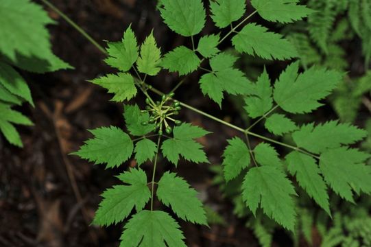 Image of Actaea asiatica H. Hara