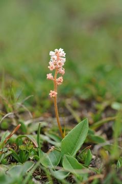 Image of Aletris pauciflora (Klotzsch) Hand.-Mazz.