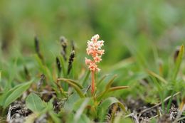 Image of Few Flowered Colic-Root