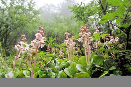 Image of Allium kingdonii Stearn