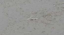 Image of Fringe-toed Sand Lizard