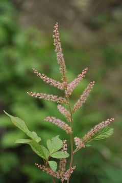 Image of <i>Aruncus dioicus</i> var. <i>vulgaris</i> (Maxim.) H. Hara