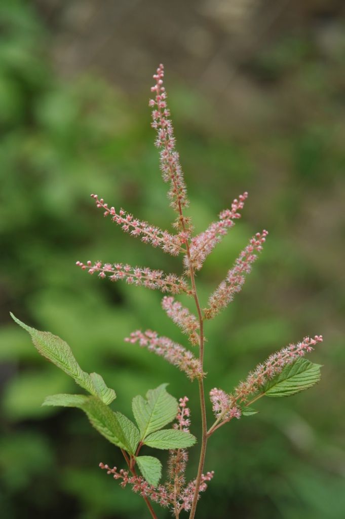 <i>Aruncus dioicus</i> var. <i>vulgaris</i> (Maxim.) H. Hara的圖片