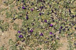 صورة Astragalus arnoldii Hemsl. & H. Pearson