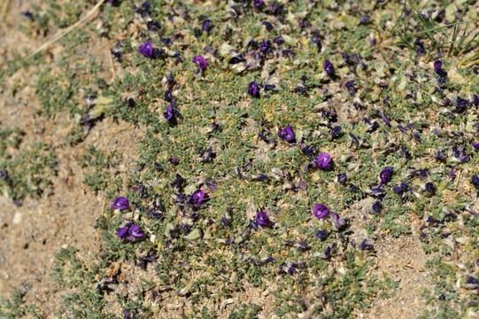 صورة Astragalus arnoldii Hemsl. & H. Pearson