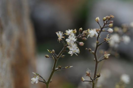 Imagem de Beesia calthifolia (Maxim. ex Oliv.) Ulbr.