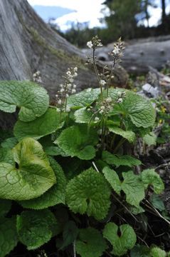 Image of Beesia calthifolia (Maxim. ex Oliv.) Ulbr.