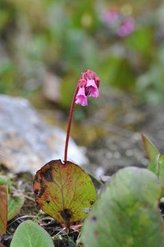 Image of Bergenia purpurascens (Hook. fil. & Thoms.) Engl.