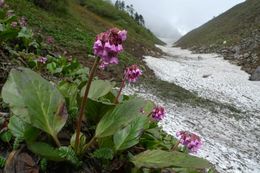 Imagem de Bergenia purpurascens (Hook. fil. & Thoms.) Engl.