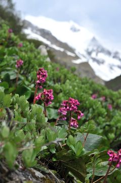 Image of Bergenia purpurascens (Hook. fil. & Thoms.) Engl.