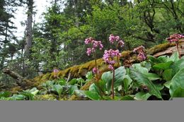 Image of Bergenia purpurascens (Hook. fil. & Thoms.) Engl.