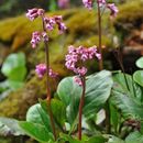 Image of Bergenia purpurascens (Hook. fil. & Thoms.) Engl.