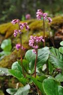 Image of Bergenia purpurascens (Hook. fil. & Thoms.) Engl.