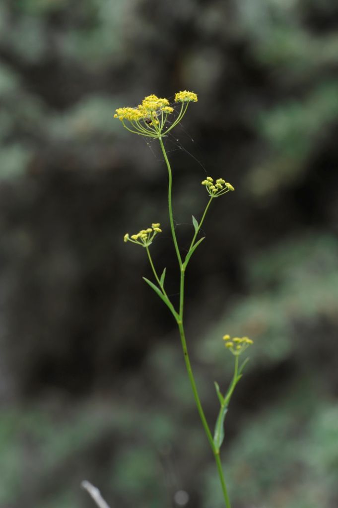 Bupleurum gracillimum Klotzsch & Garcke resmi