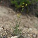 Image of Bupleurum gracillimum Klotzsch & Garcke