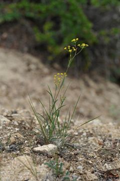 Bupleurum gracillimum Klotzsch & Garcke resmi