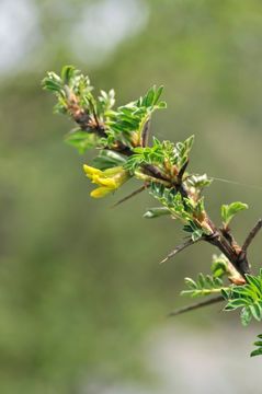 Image of Caragana bicolor Kom.