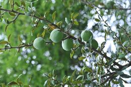 Image of Chaenomeles thibetica T. T. Yu