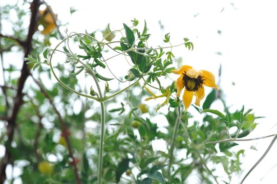 Image of Golden Clematis