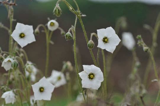 Codonopsis canescens Nannf. resmi