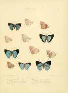 صورة Parrhasius orgia (Hewitson 1867)