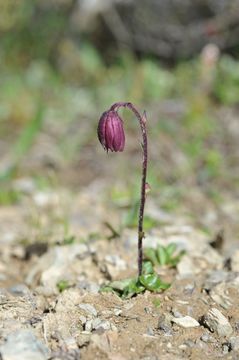 Image of Cremanthodium campanulatum Diels