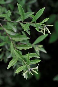 Image of Daphne longilobata (Lecomte) Turrill