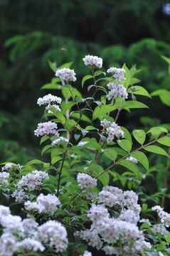 Image of Deutzia compacta Craib