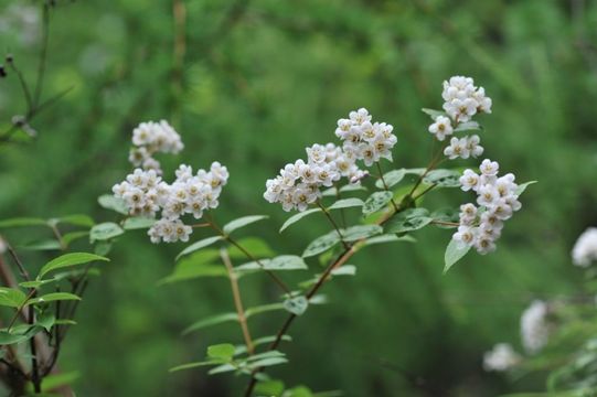 Image of Deutzia compacta Craib