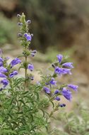 Nepeta hemsleyana Oliv. ex Prain的圖片