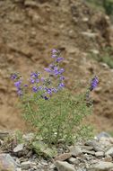 Image of Nepeta hemsleyana Oliv. ex Prain