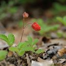 Fragaria moupinensis (Franch.) Cardot resmi