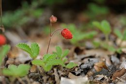 Imagem de Fragaria moupinensis (Franch.) Cardot