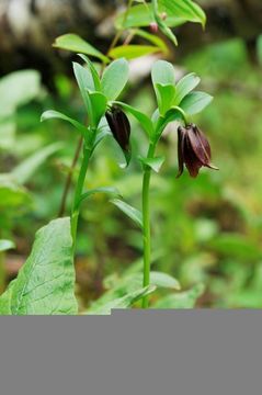 Image of Fritillaria cirrhosa D. Don